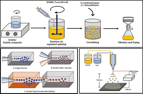 Gelatinous Biomaterial: Revolutionizing Tissue Engineering and Drug Delivery Applications!